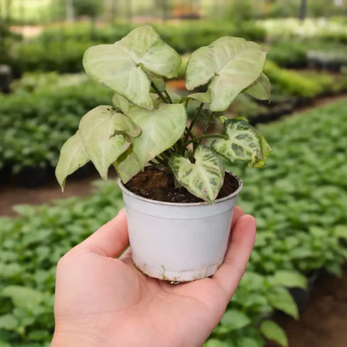 Syngonium Plant